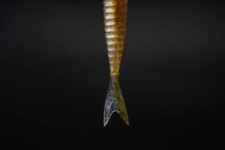 Galapagos Zegrashad 6 Galapagos Zegrashad -FishCandy Geschaft DSC06721 scaled 1