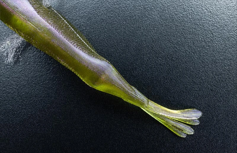 Jackall Elise 1.5″ 3 Jackall Elise 1.5″ – Bild 3