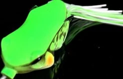 Jackall Kaera 6 Jackall Kaera -FishCandy Geschaft jackall kaera detail2