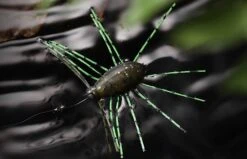 Jackall Need Bug 10 Jackall Need Bug -FishCandy Geschaft jackall need bug detail2