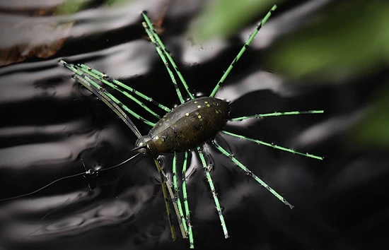 Jackall Need Bug 5 Jackall Need Bug – Bild 5