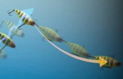 Jackall TN70 Silent 12 Jackall TN70 Silent -FishCandy Geschaft jackall tn50 silent detail2 1