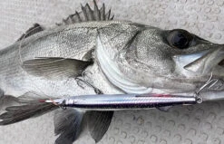 Little Jack Sayoris 155 11 Little Jack Sayoris 155 -FishCandy Geschaft little jack sayoris 135 detail4