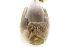 Z-Man TRD GobyZ 2.4″ 7 Z-Man TRD GobyZ 2.4″ -FishCandy Geschaft z man trd gobyz 2 4 detail2